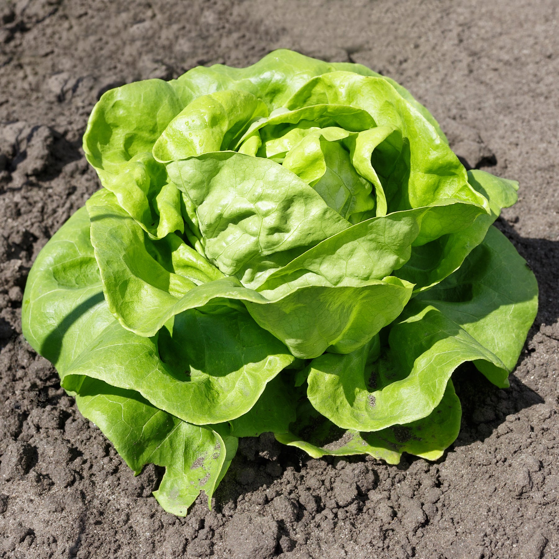 Laitue pommée Justine - Willemse