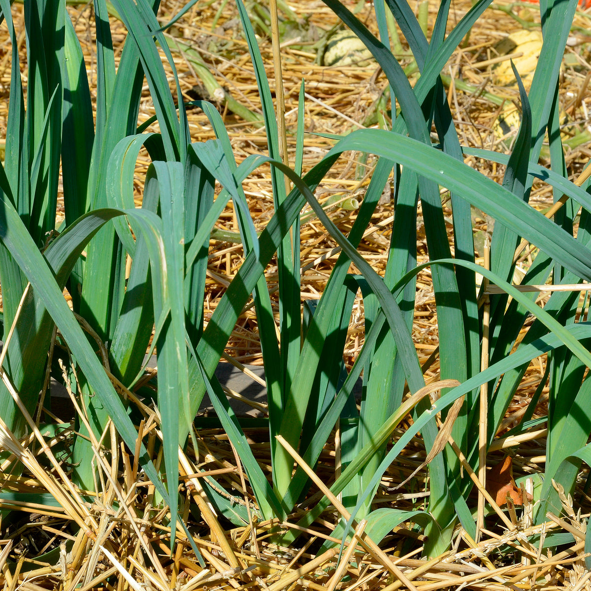 Poireaux Bleu de Solaise - Willemse