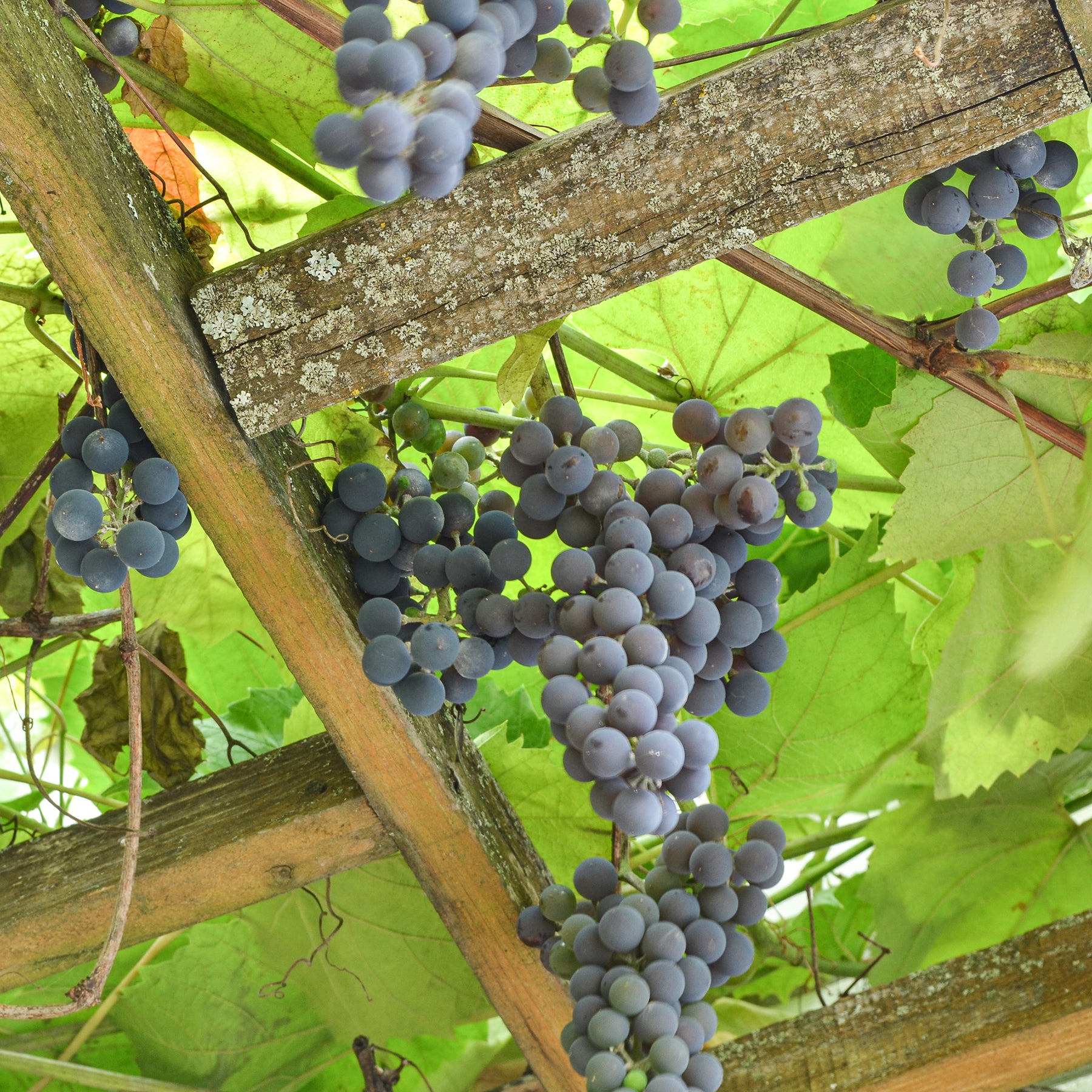 Vigne Isabella - Willemse