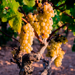Vigne fraise Noah - Vitis vinifera Noah - Willemse
