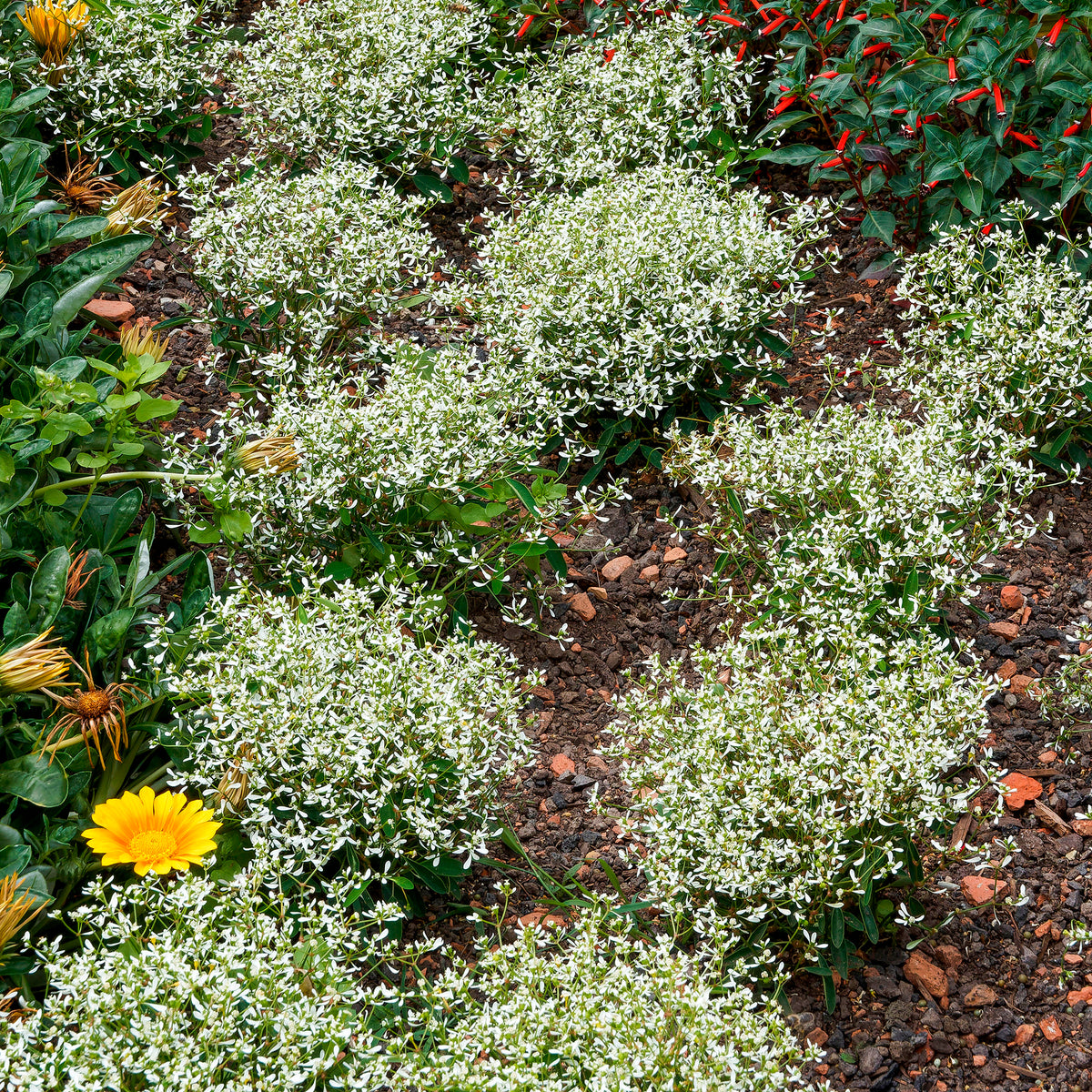 Euphorbe Diamond Frost - Willemse