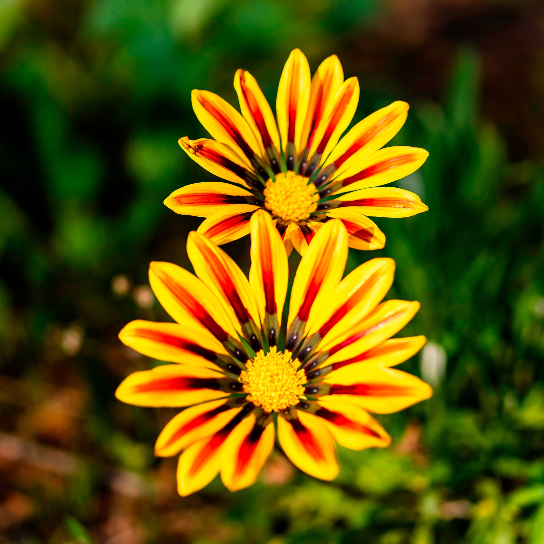 Gazania Big Kiss Yellow Flame - Willemse