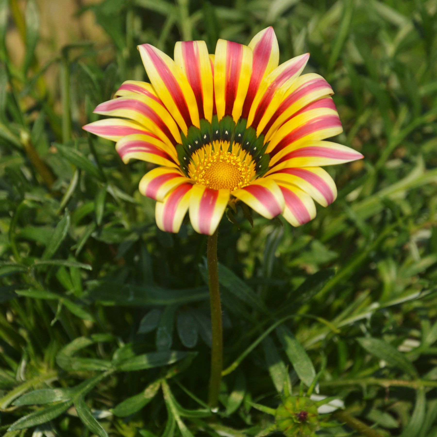 Gazania rigens Big Kiss Yellow Flame - Gazania Big Kiss Yellow Flame - Gazania