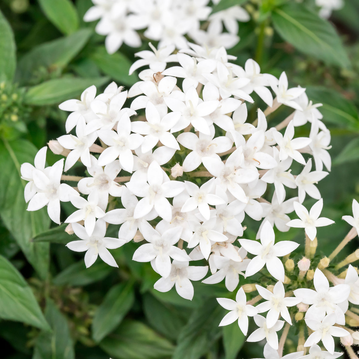 Pentas blanc - Willemse