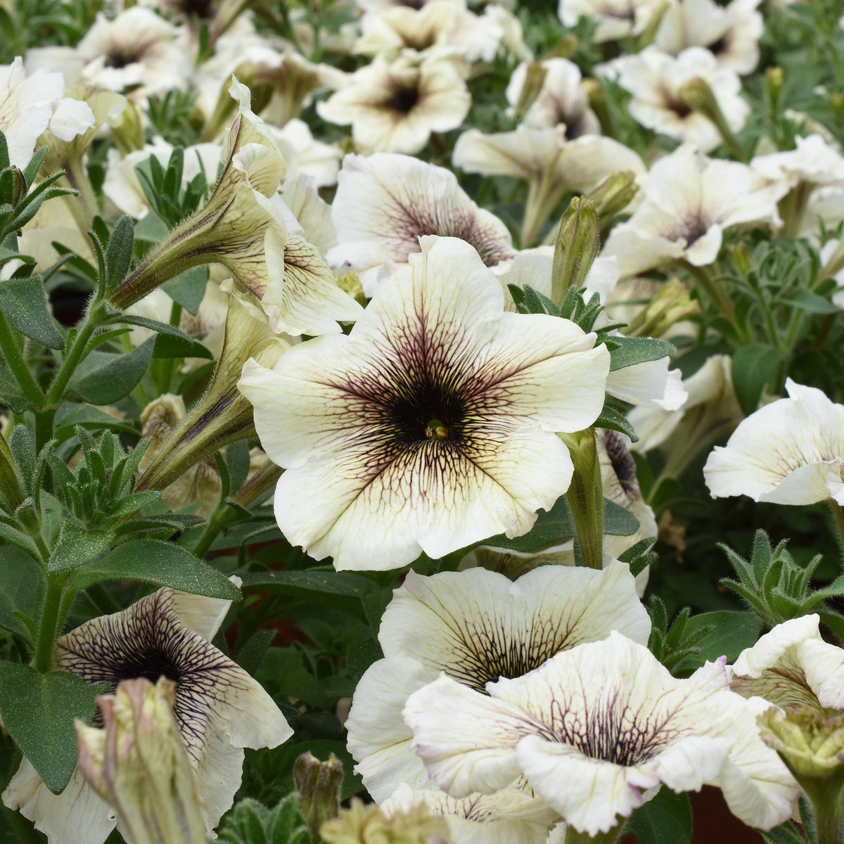 Pétunia à cœur marron - Petunia - Willemse