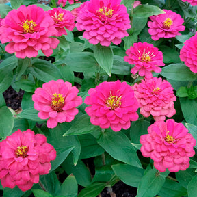 Zinnia fuchsia - Willemse