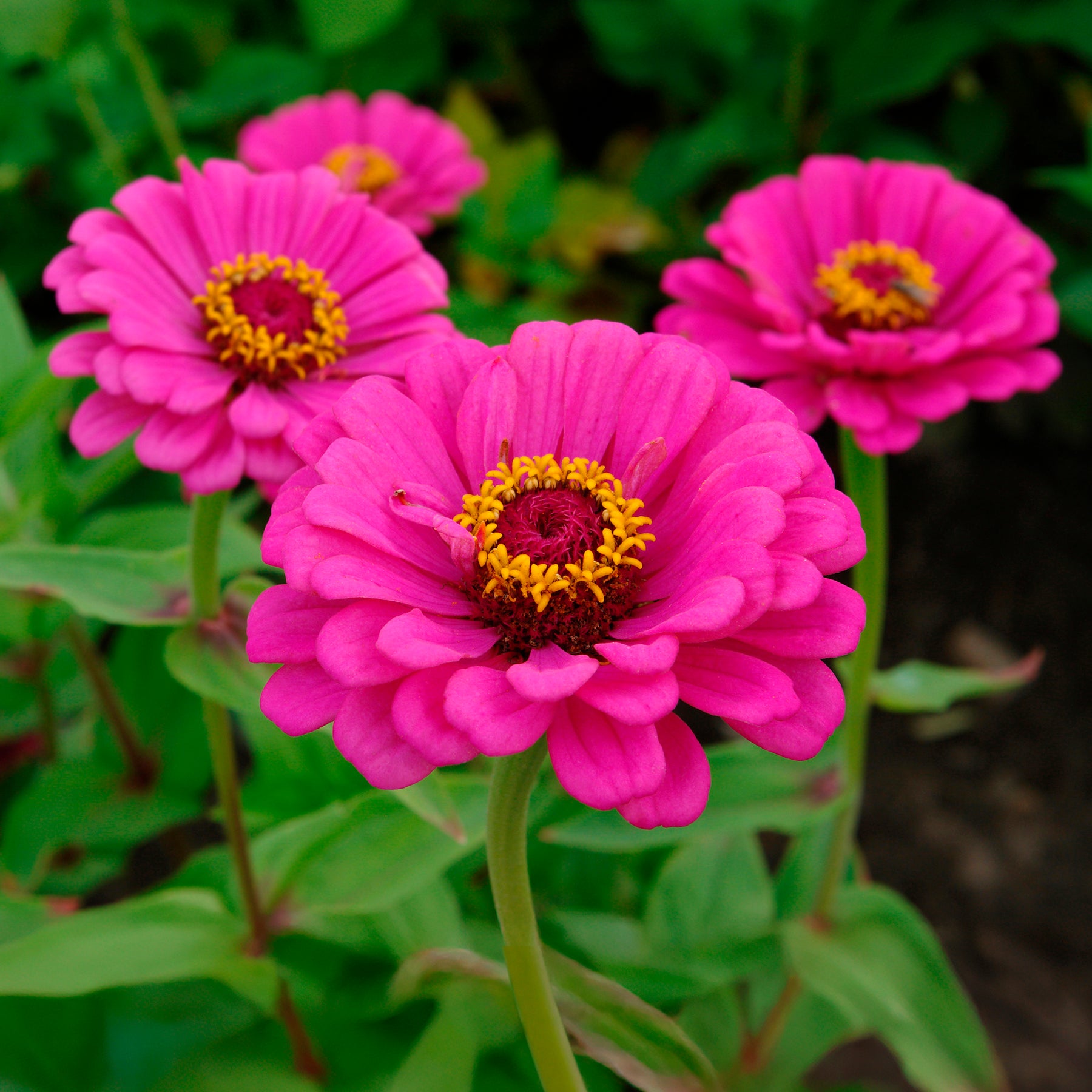Zinnia fuchsia - Zinnia elegans fuchsia - Willemse