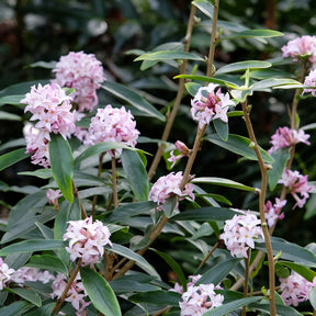 Daphne bholua Spring Beauty® - Daphne Spring Beauty® - Daphne