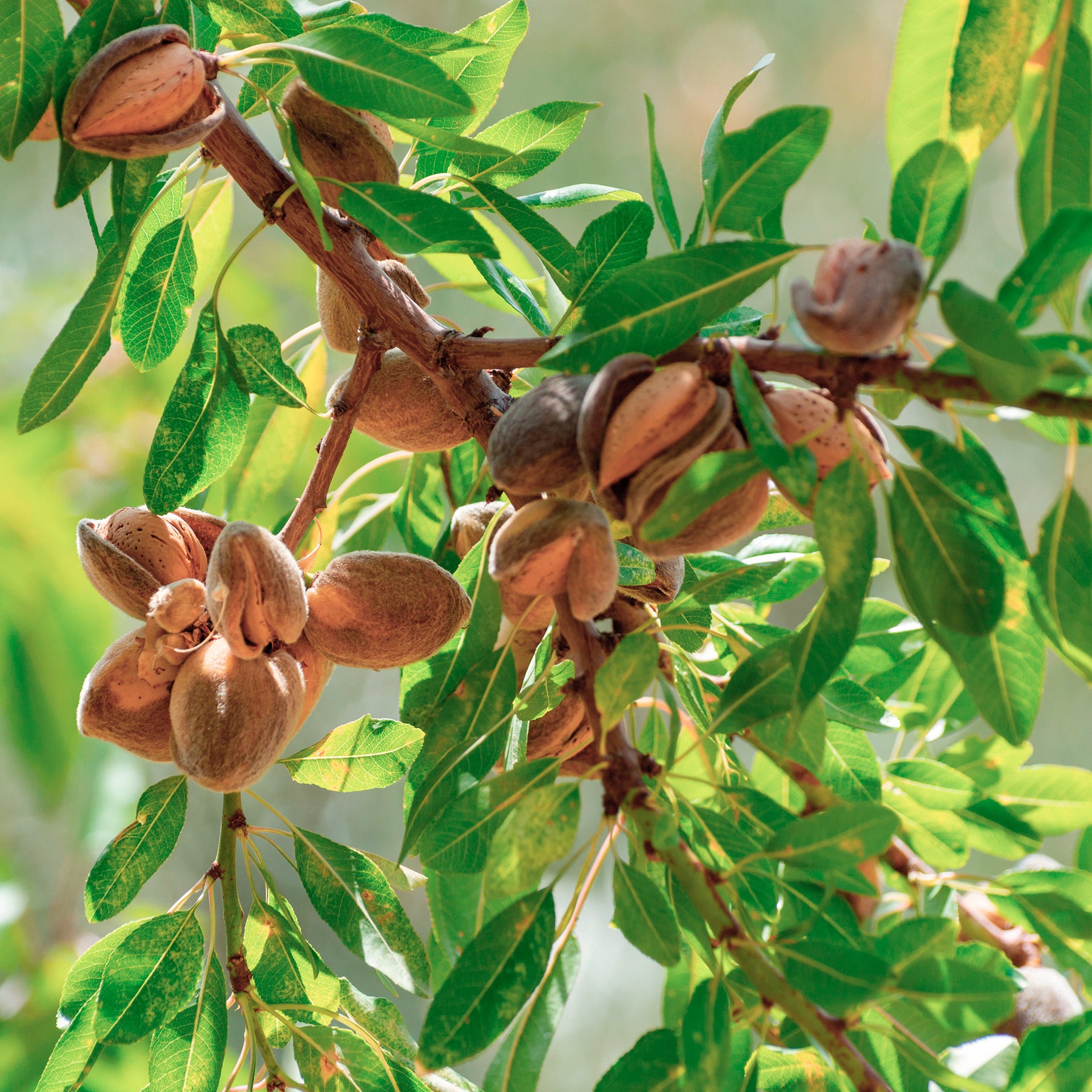 Amandier - Prunus amygdalus Dulcis - Willemse