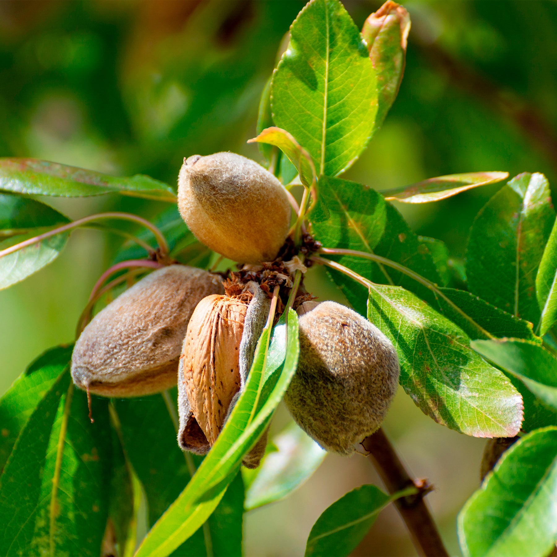 Vente Amandier - Prunus amygdalus Dulcis