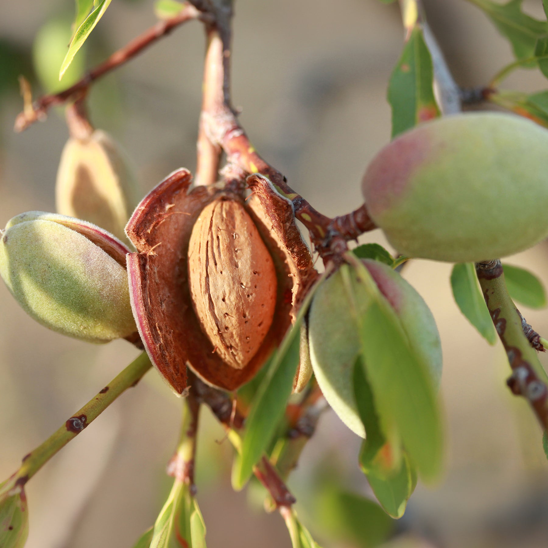 Prunus amygdalus Dulcis - Amandier - Amandier
