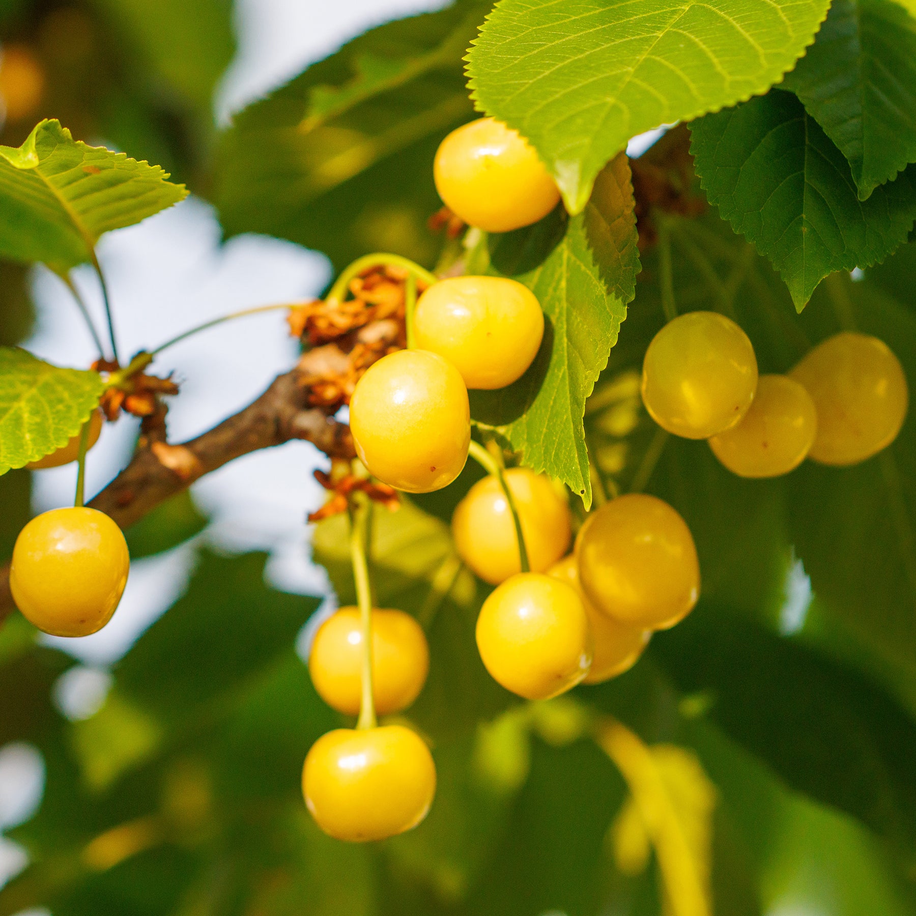 Cerisier Bigarreau Jaune de Donissen - Prunus avium Dönissens Gelbe Knorpelkirsche - Willemse