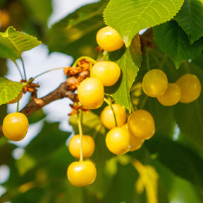 Cerisier Bigarreau Jaune de Donissen - Prunus avium Dönissens Gelbe Knorpelkirsche - Willemse