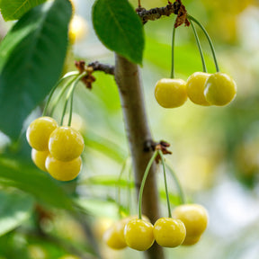 Prunus avium Dönissens Gelbe Knorpelkirsche - Cerisier Bigarreau Jaune de Donissen - Cerisier
