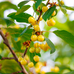 Cerisier Bigarreau Jaune de Donissen - Willemse