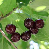 Cerisier Bigarreau Noire - Willemse