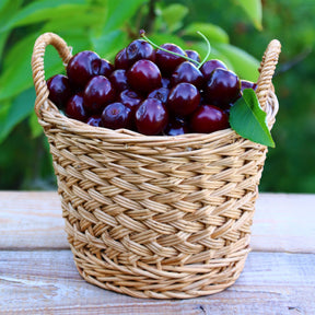 Prunus avium Große Schwarze Knorpelkirsche - Cerisier Bigarreau Noire - Cerisier