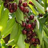 Cerisier Stella autofertile - Willemse