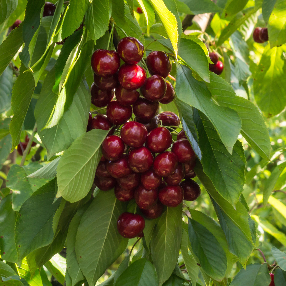 Cerisier Stella autofertile - Prunus avium Stella - Willemse