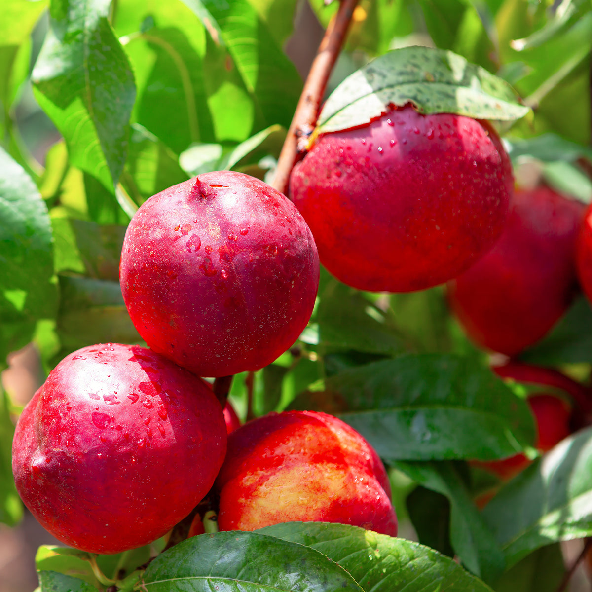 Nectarine Flavor Top - Willemse