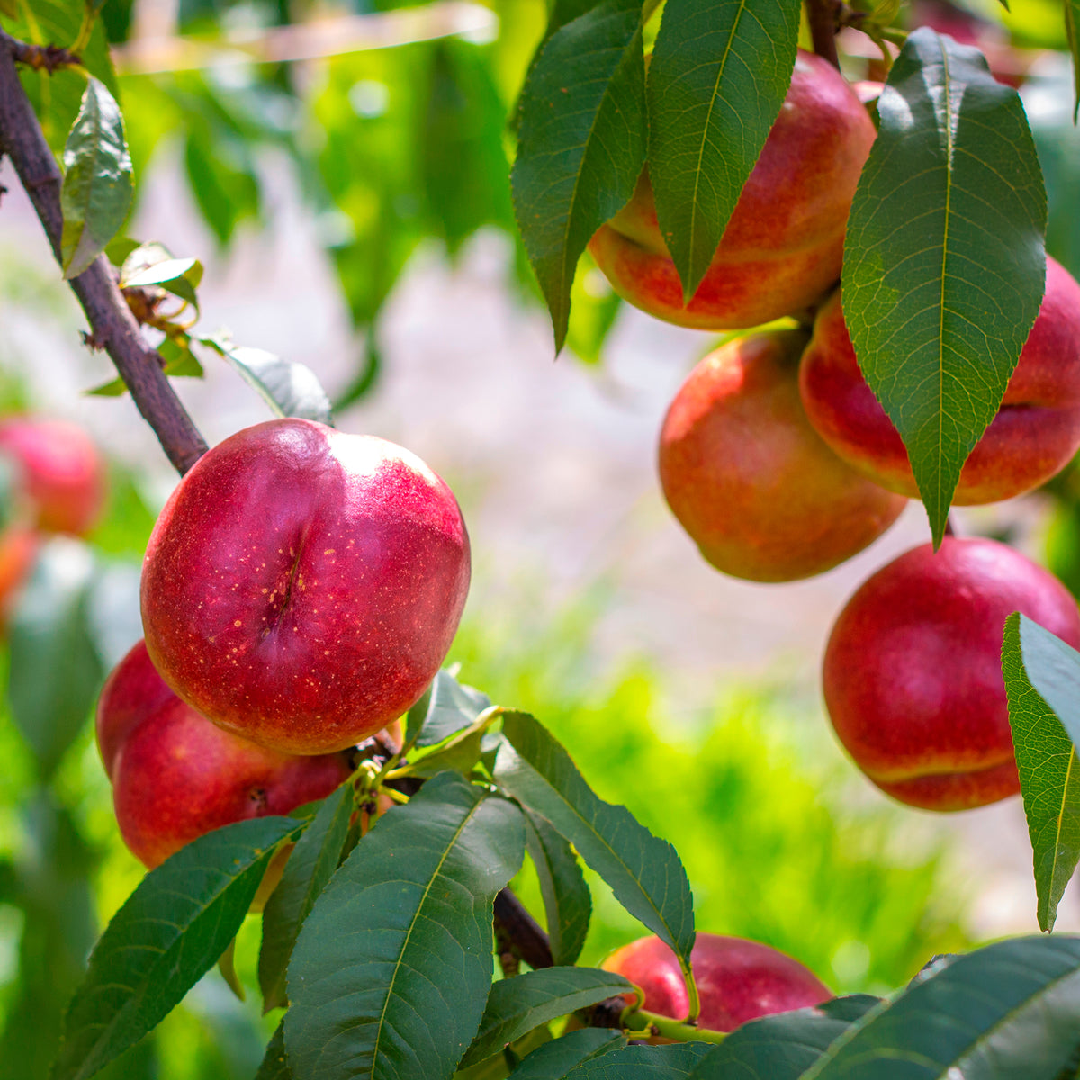 Nectarine Flavor Top - Prunus persica nucipersica Flavor Top - Willemse