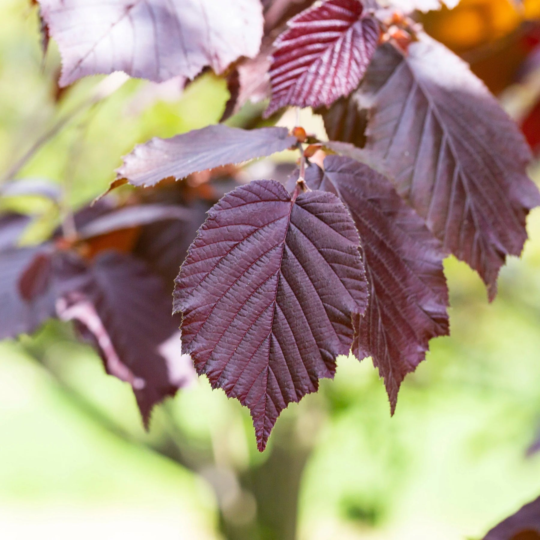 Vente Noisetier pourpre Rote Zellernuss - Noisetier