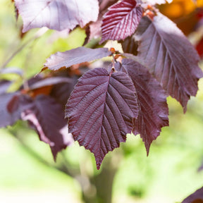 Vente Noisetier pourpre Rote Zellernuss - Noisetier