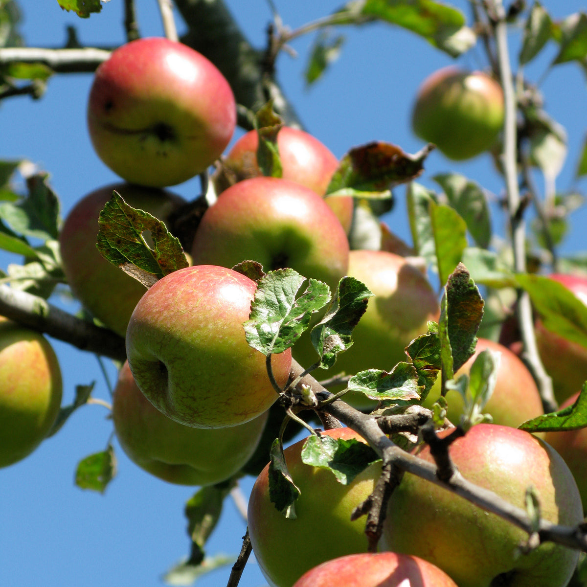 Pommier Braeburn - Willemse