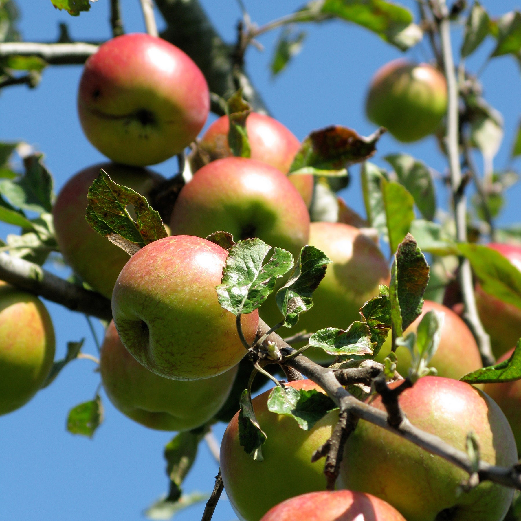 Pommier Braeburn - Willemse