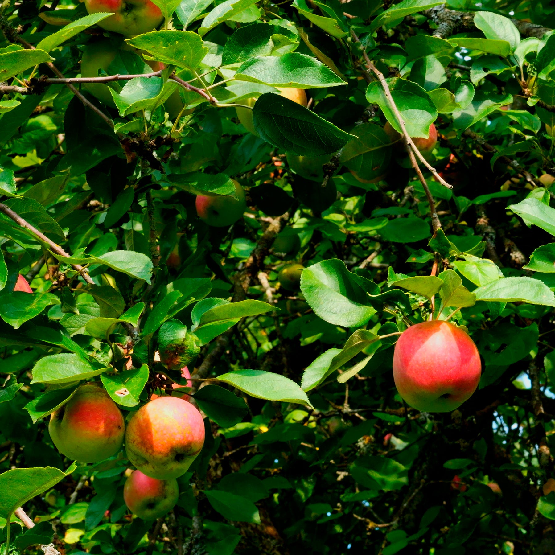 Pommier Braeburn - Malus domestica Braeburn - Willemse