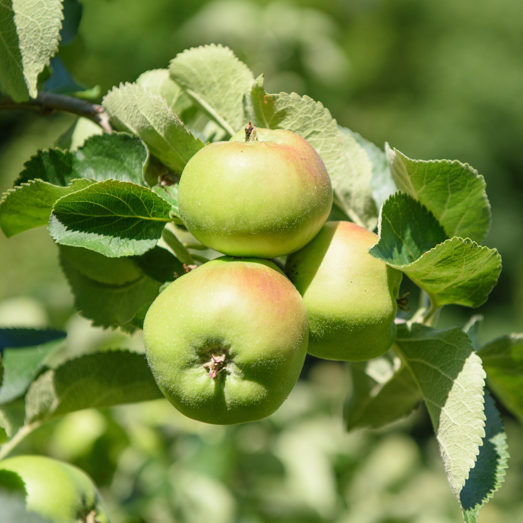 Pommier Bramley's Seedling - Malus domestica Bramley's Seedling - Willemse