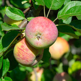 Pommier Gravenstein - Willemse