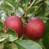 Pommier Ingrid Marie - Willemse