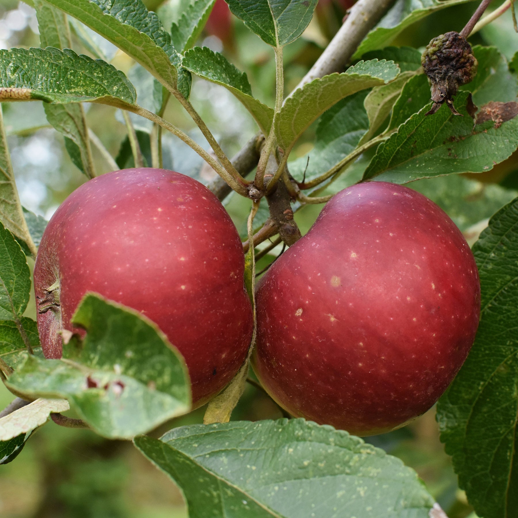 Pommier Ingrid Marie - Willemse