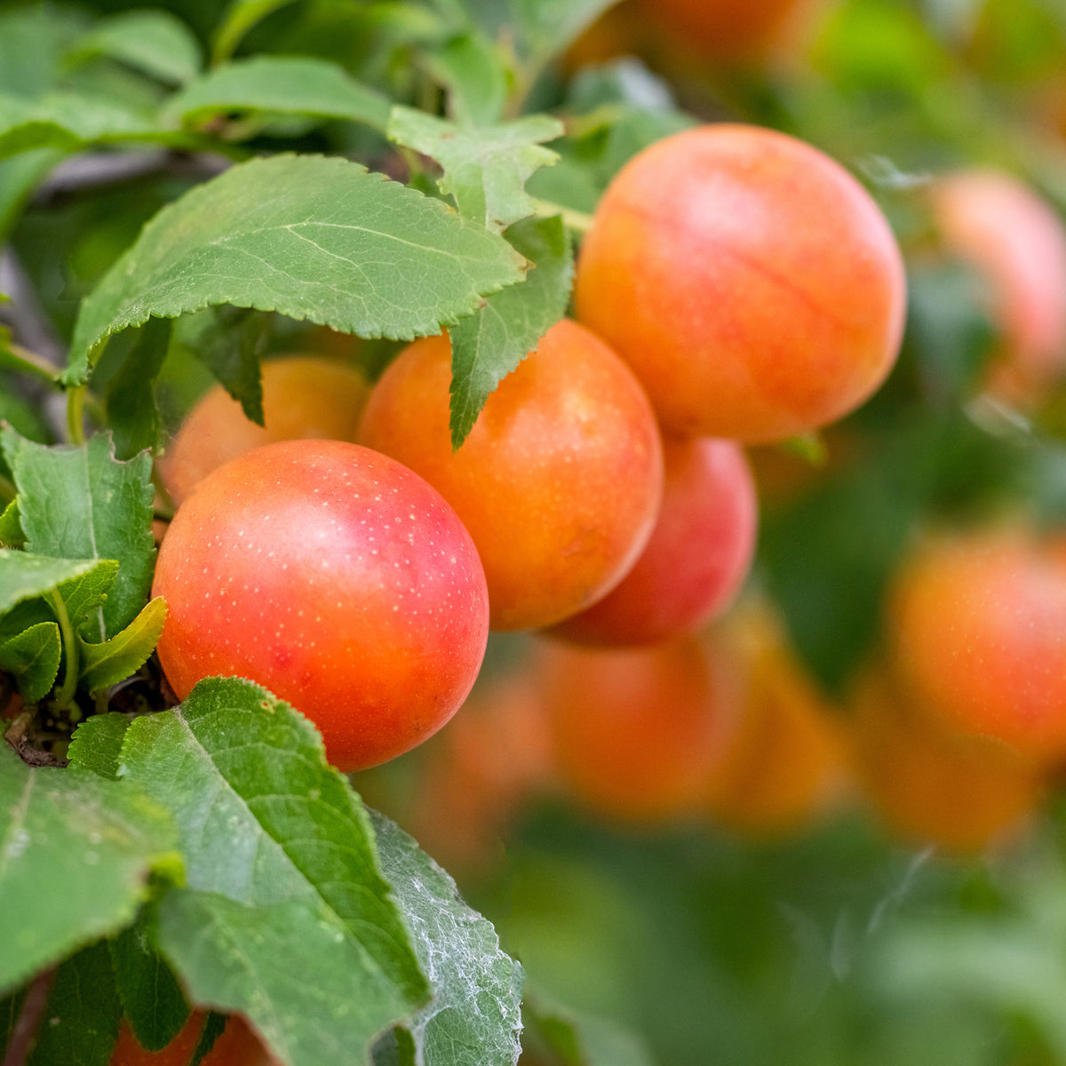 Prunier Aprimira - Willemse