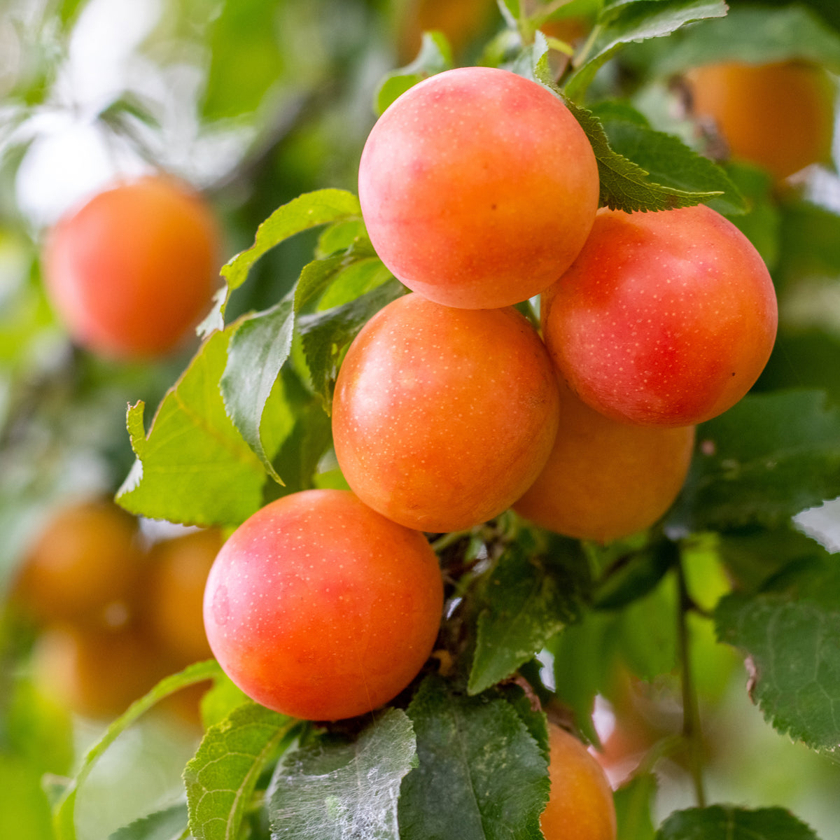 Prunier Aprimira - Prunus domestica Aprimira - Willemse