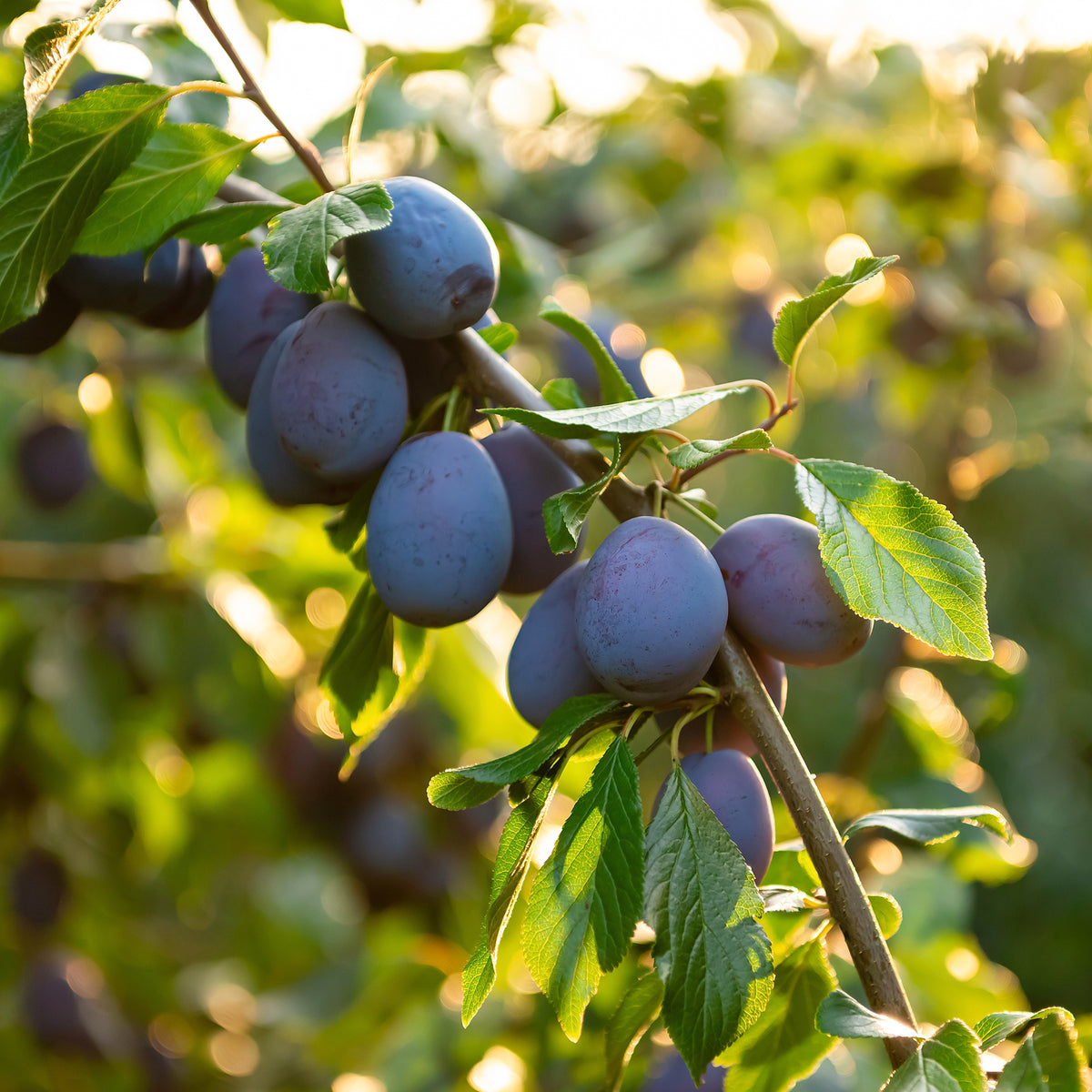 Prunier Pruneau de Bâle - Quetsche - Prunus domestica Hauszwetsche - Willemse