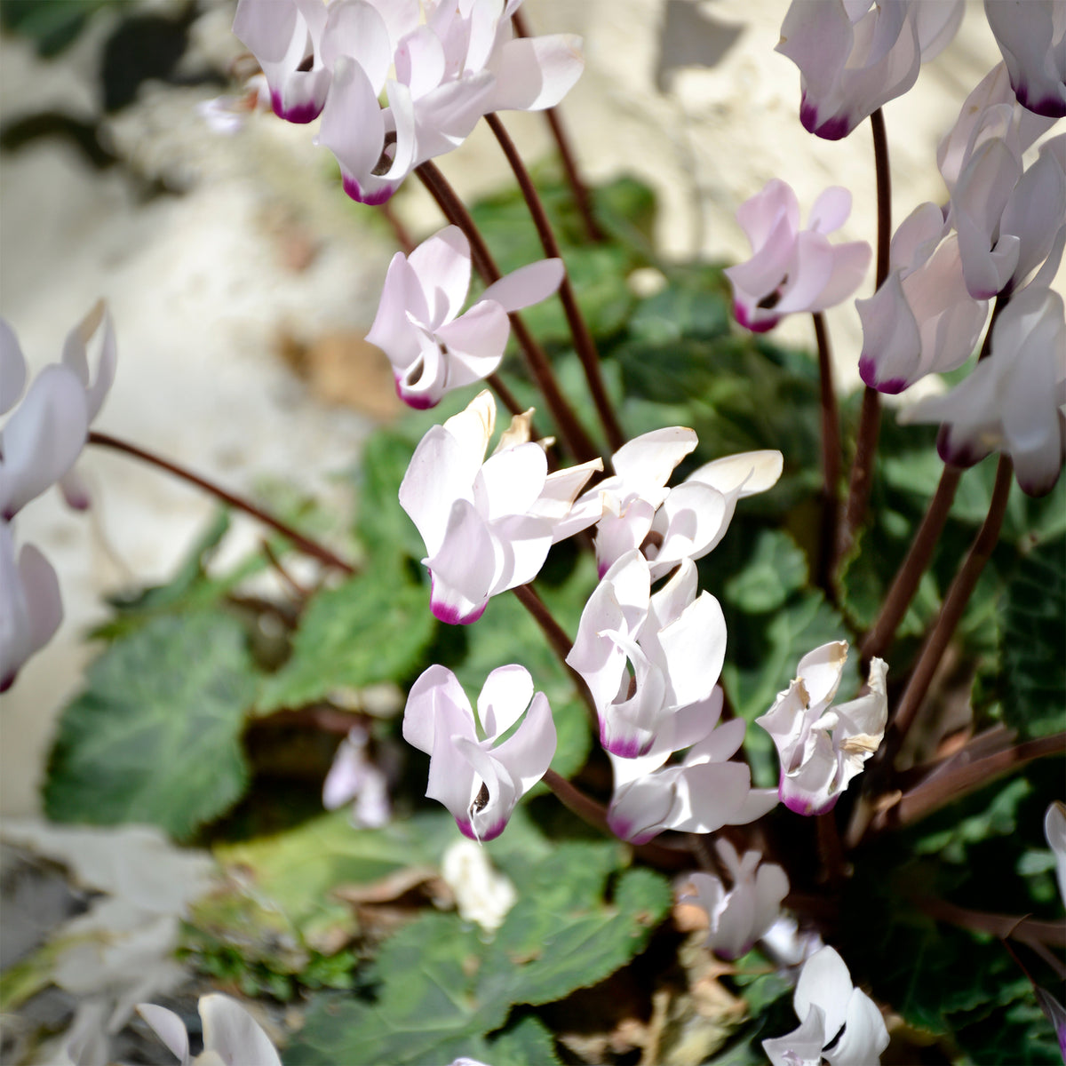 Cyclamen coum blanc - Cyclamen coum album - Willemse