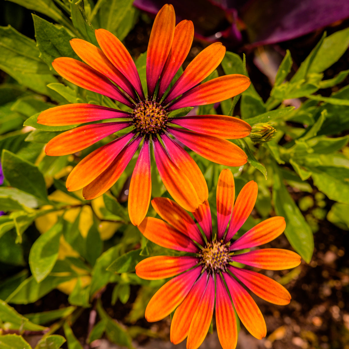 Marguerite du Cap Purple Sun - Osteospermum - Willemse