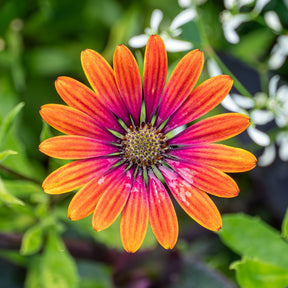 Marguerite du Cap Purple Sun - Osteospermum - Osteospermum Flower Power® Purple Sun - Willemse