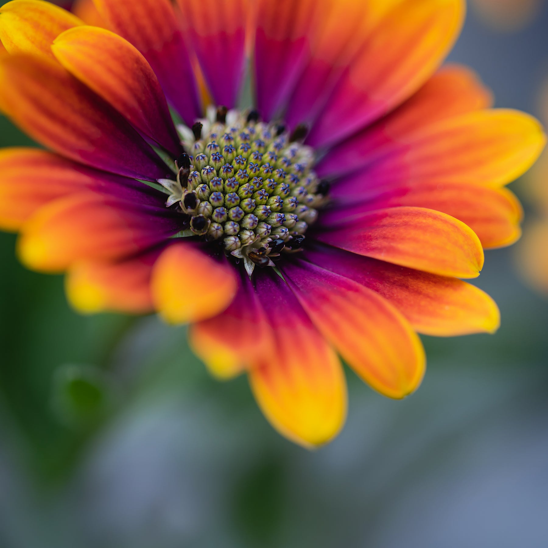 Marguerite du Cap - Osteospermum - Marguerite du Cap Purple Sun - Osteospermum - Osteospermum Flower Power® Purple Sun