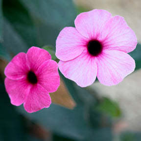 Vente Suzanne aux yeux noirs rose - Thunbergia alata Sunny Susy® Rose Sensation