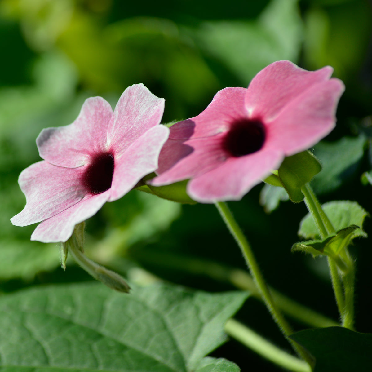 Suzanne aux yeux noirs rose - Thunbergia alata Sunny Susy® Rose Sensation - Willemse