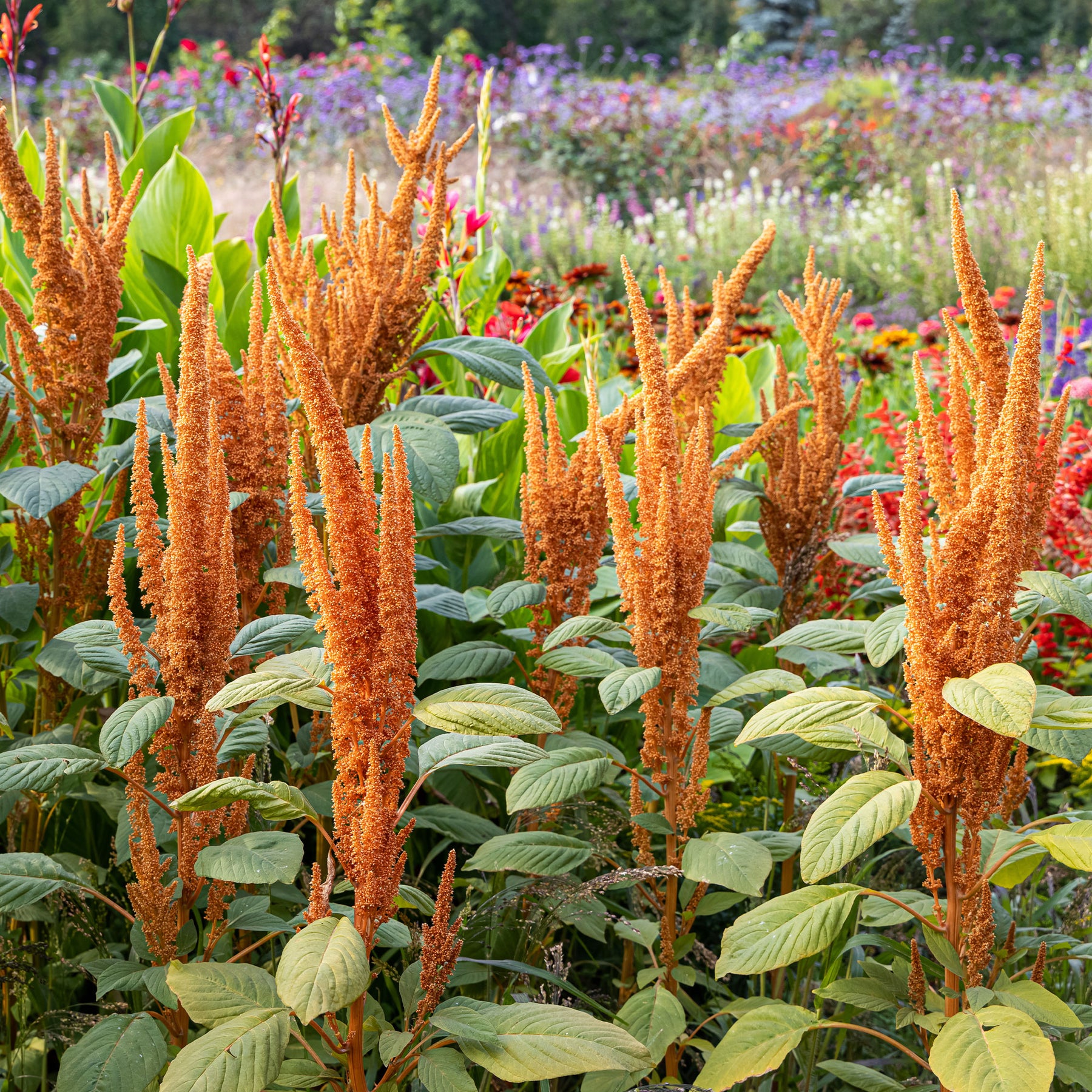 Amaranthus cruentus Hot Biscuits - Amarante Hot Biscuits - Amarante