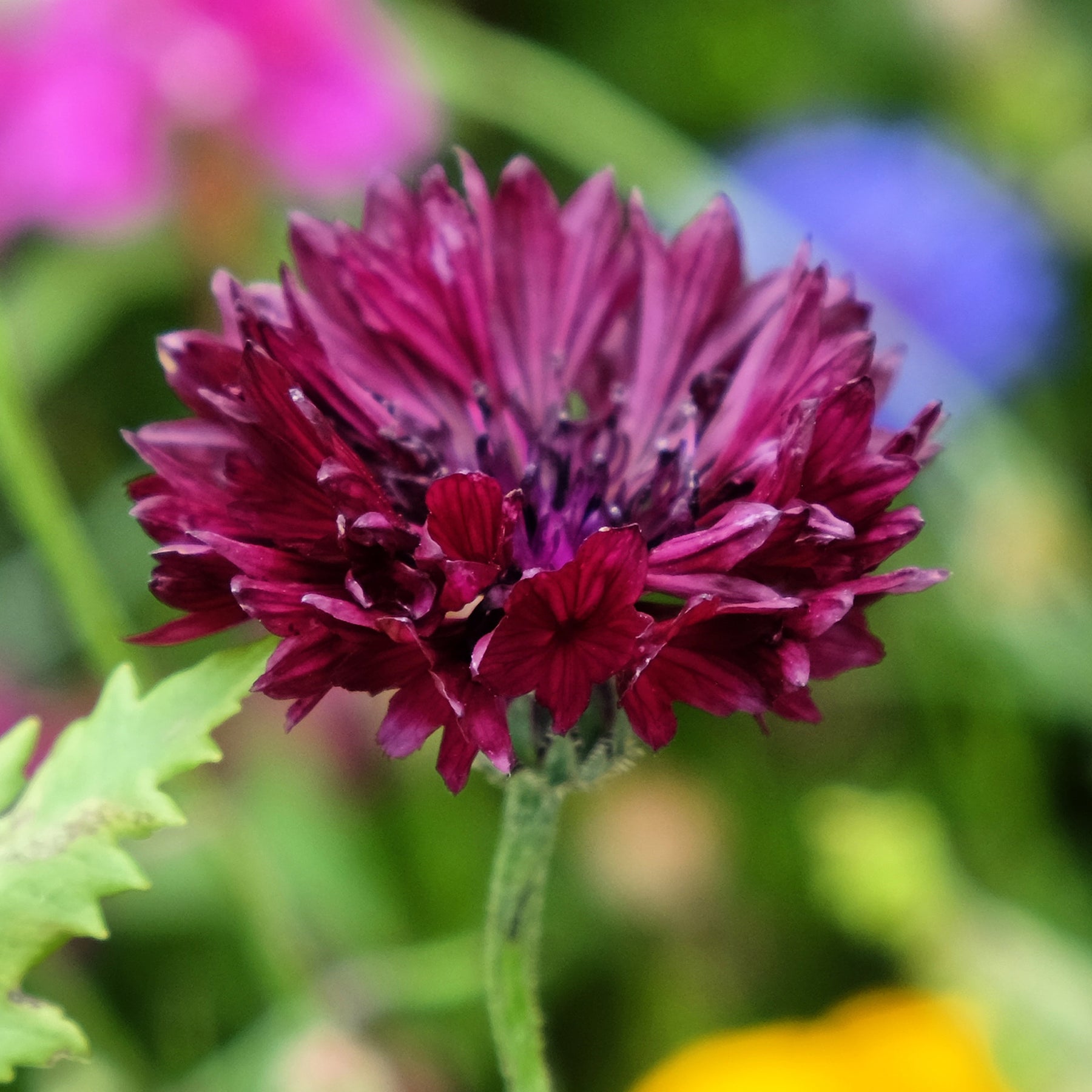 Centaurée Black Ball - Willemse