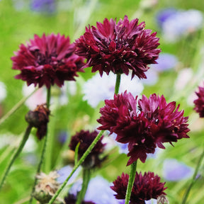 Centaurea cyanus Black Ball - Centaurée Black Ball - Graines de fleurs