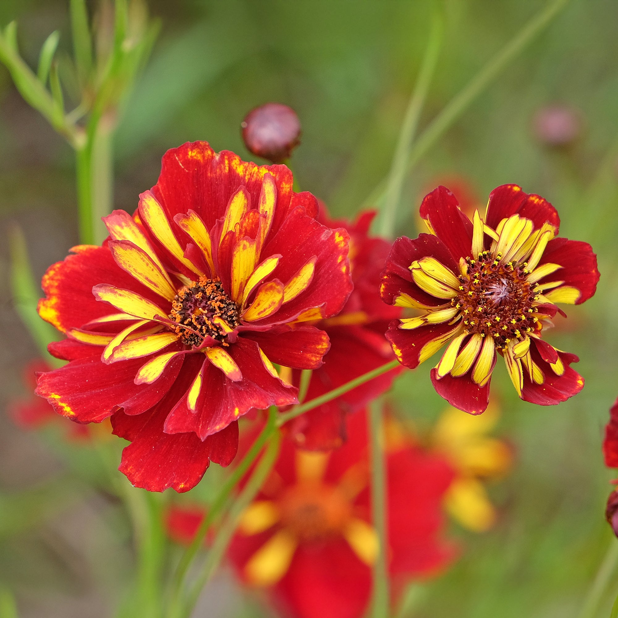 Coreopsis Roulette, floraison rouge facile | Willemse