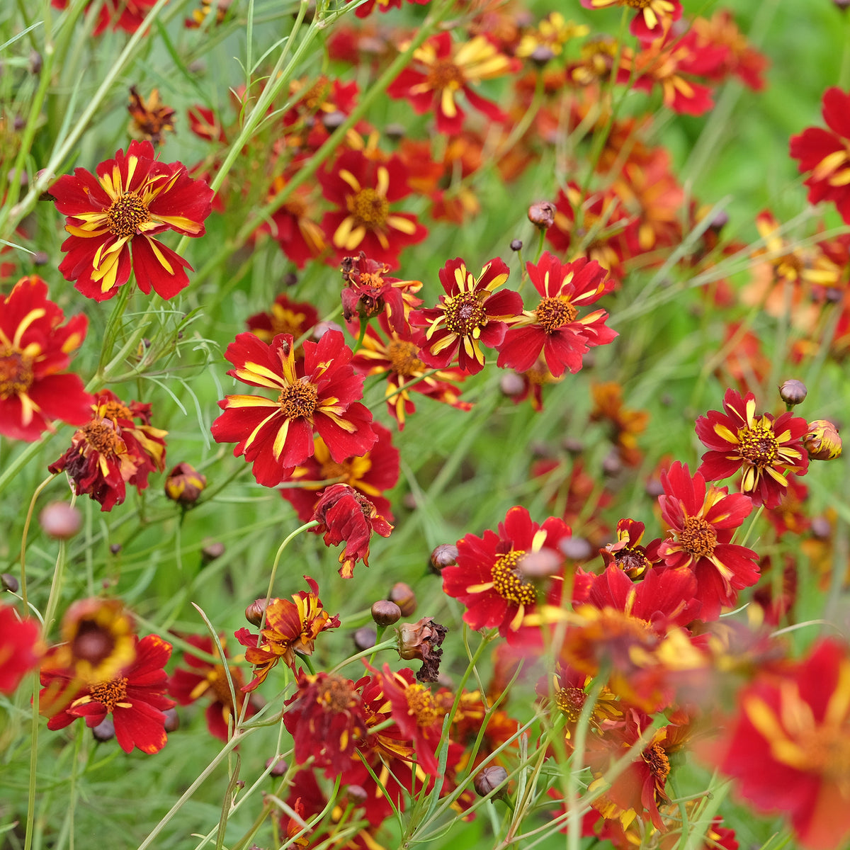 Coreopsis Roulette - Coreopsis tinctoria Roulette - Willemse