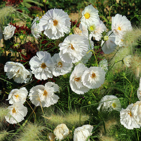 Graines de fleurs - Cosmos Cupcakes White - Cosmos bipinnatus Cupcakes White