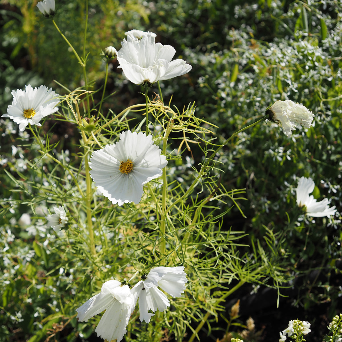 Cosmos Cupcakes White - Cosmos bipinnatus Cupcakes White - Willemse